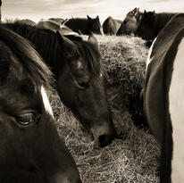 My Horses.